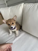 Whitney, a female Pembroke Welsh Corgi for sale in Hutchinson, KS – 8 of 10