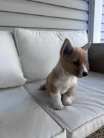 Rex, a male Pembroke Welsh Corgi for sale in Hutchinson, KS – 3 of 8