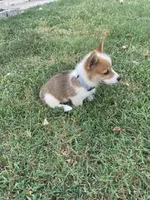 Zack, a male Pembroke Welsh Corgi for sale in Hutchinson, KS – 7 of 7