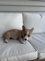 Rex, a male Pembroke Welsh Corgi for sale in Hutchinson, KS – 6 of 8
