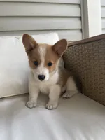 Michael , a female Pembroke Welsh Corgi for sale in Hutchinson, KS – 6 of 7