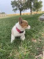 Dolly, a female Pembroke Welsh Corgi for sale in Hutchinson, KS – 6 of 6