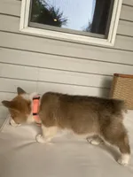 Ella, a female Pembroke Welsh Corgi for sale in Hutchinson, KS – 3 of 7