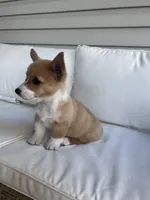 Brookie, a female Pembroke Welsh Corgi for sale in Hutchinson, KS – 3 of 5