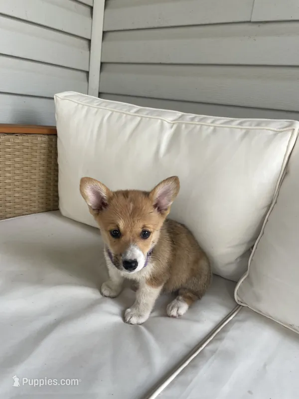 Whitney – Pembroke Welsh Corgi puppy for sale in Hutchinson, KS
