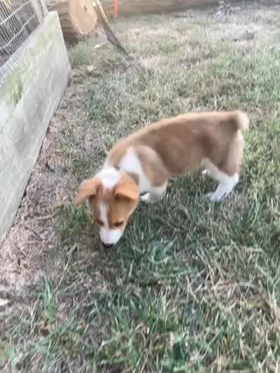 Michael , a male Pembroke Welsh Corgi for sale in Hutchinson, KS – 7 of 10