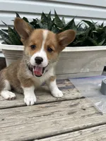 Parker, a male Pembroke Welsh Corgi for sale in Hutchinson, KS – 3 of 7