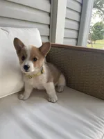 Michael , a female Pembroke Welsh Corgi for sale in Hutchinson, KS – 2 of 7