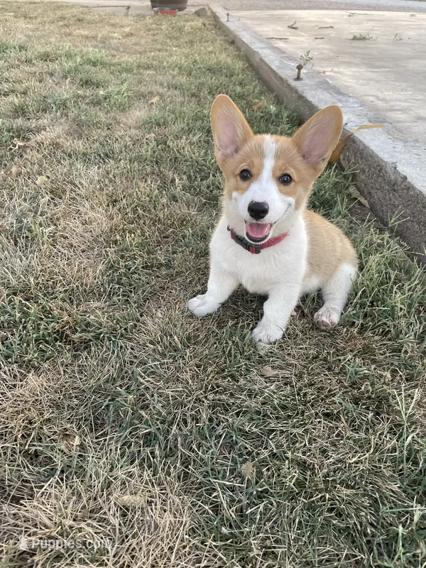 Dolly – Pembroke Welsh Corgi puppy for sale in Hutchinson, KS