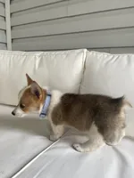 Zack, a male Pembroke Welsh Corgi for sale in Hutchinson, KS – 2 of 7