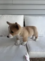 Rex, a male Pembroke Welsh Corgi for sale in Hutchinson, KS – 8 of 8