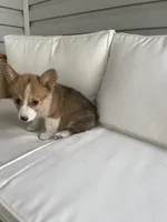Ella, a female Pembroke Welsh Corgi for sale in Hutchinson, KS – 2 of 7