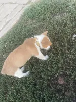 Michael , a male Pembroke Welsh Corgi for sale in Hutchinson, KS – 4 of 10