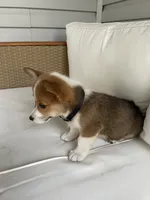Parker, a male Pembroke Welsh Corgi for sale in Hutchinson, KS – 6 of 7