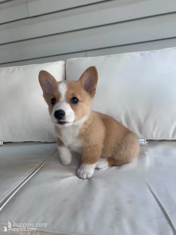 Rex, a male Pembroke Welsh Corgi for sale in Hutchinson, KS – 1 of 8