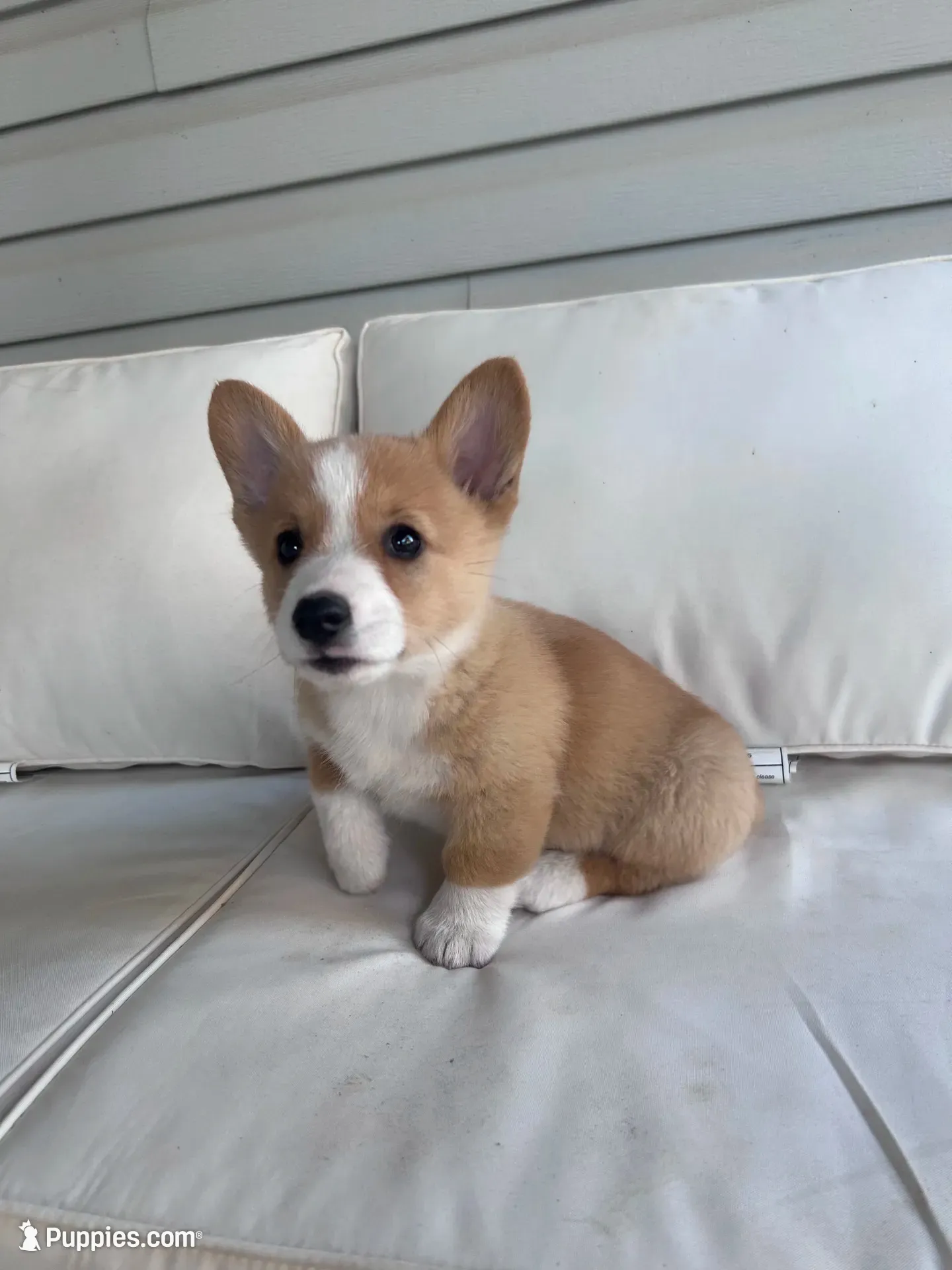 Rex, a male Pembroke Welsh Corgi for sale in Hutchinson, KS – 1 of 8