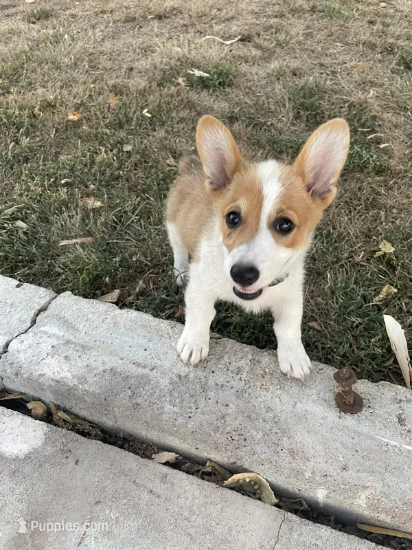 Zack – Pembroke Welsh Corgi puppy for sale in Hutchinson, KS