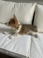 Michael , a female Pembroke Welsh Corgi for sale in Hutchinson, KS – 7 of 7