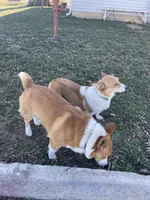 Whitney, a female Pembroke Welsh Corgi for sale in Hutchinson, KS – 10 of 10