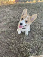 Michael , a male Pembroke Welsh Corgi for sale in Hutchinson, KS – 2 of 10