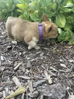 Whitney, a female Pembroke Welsh Corgi for sale in Hutchinson, KS – 6 of 10