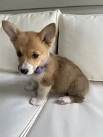 Whitney, a female Pembroke Welsh Corgi for sale in Hutchinson, KS – 2 of 10
