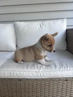 Brookie, a female Pembroke Welsh Corgi for sale in Hutchinson, KS – 2 of 5