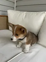 Parker, a male Pembroke Welsh Corgi for sale in Hutchinson, KS – 5 of 7