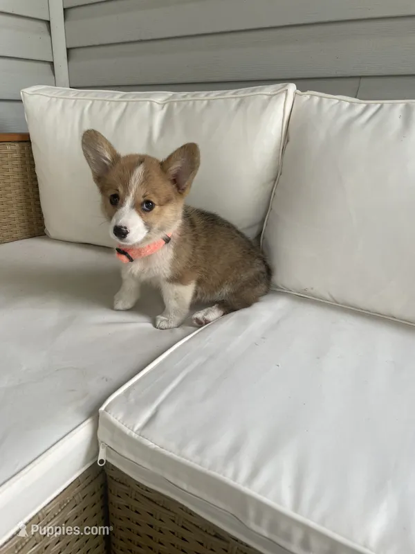 Ella – Pembroke Welsh Corgi puppy for sale in Hutchinson, KS