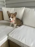 Ella, a female Pembroke Welsh Corgi for sale in Hutchinson, KS – 1 of 7