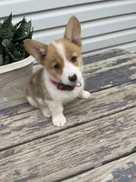 Dolly, a female Pembroke Welsh Corgi for sale in Hutchinson, KS – 4 of 6