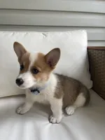 Zack, a male Pembroke Welsh Corgi for sale in Hutchinson, KS – 5 of 7