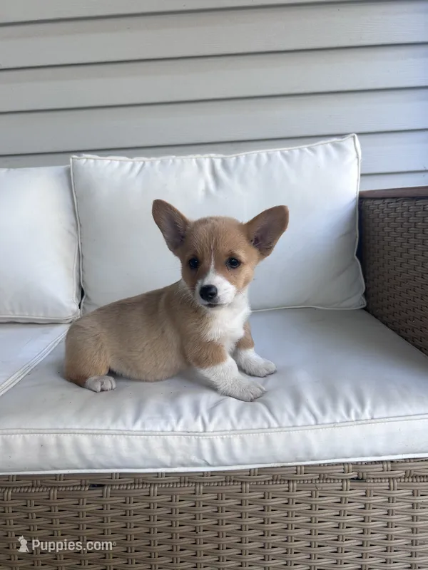 Brookie, a female Pembroke Welsh Corgi for sale in Hutchinson, KS – 1 of 5