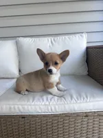 Brookie, a female Pembroke Welsh Corgi for sale in Hutchinson, KS – 1 of 5