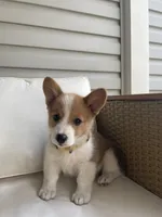 Michael , a female Pembroke Welsh Corgi for sale in Hutchinson, KS – 3 of 7