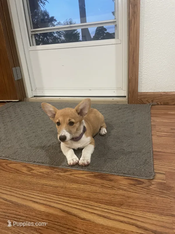 Whitney – Pembroke Welsh Corgi puppy for sale in Hutchinson, KS