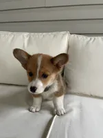 Parker, a male Pembroke Welsh Corgi for sale in Hutchinson, KS – 2 of 7