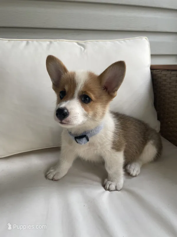 Zack – Pembroke Welsh Corgi puppy for sale in Hutchinson, KS