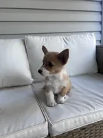 Brookie, a female Pembroke Welsh Corgi for sale in Hutchinson, KS – 5 of 5