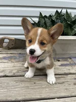 Whitney, a female Pembroke Welsh Corgi for sale in Hutchinson, KS – 7 of 10