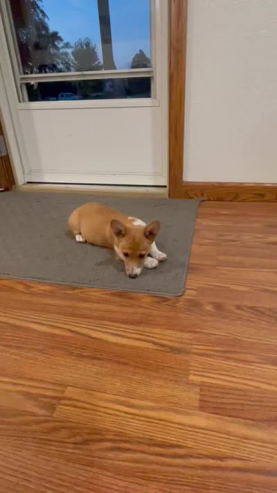 Whitney, a female Pembroke Welsh Corgi for sale in Hutchinson, KS – 8 of 8