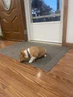 Whitney, a female Pembroke Welsh Corgi for sale in Hutchinson, KS – 2 of 8