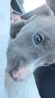 Chase, a male American Pit Bull Terrier for sale in Radford, VA – 2 of 3