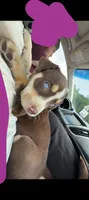Bluey , a female American Pit Bull Terrier for sale in Radford, VA – 2 of 2