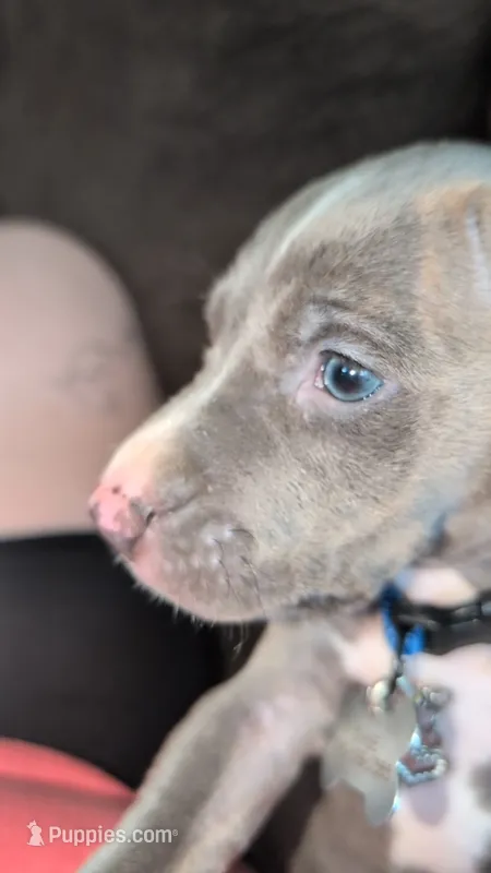 Chase – American Pit Bull Terrier puppy for sale in Radford, VA