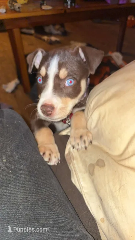 Bluey  – American Pit Bull Terrier puppy for sale in Radford, VA