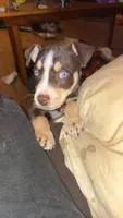 Bluey , a female American Pit Bull Terrier for sale in Radford, VA – 1 of 2
