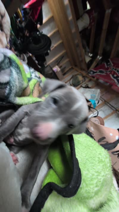 Chase, a male American Pit Bull Terrier for sale in Radford, VA – 3 of 3