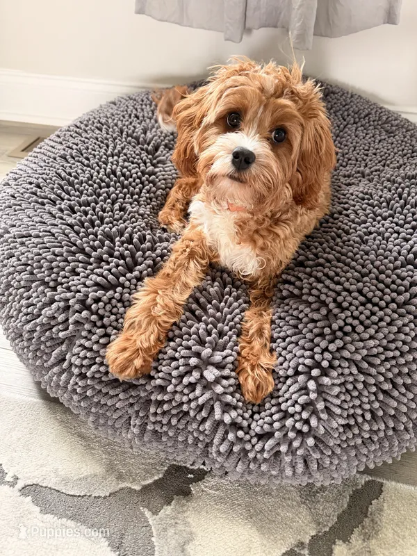 Koko – Cavapoo puppy for sale in Bowie, MD