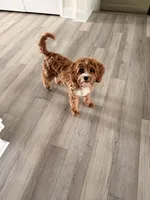 Koko, a female Cavapoo for sale in Bowie, MD – 2 of 2